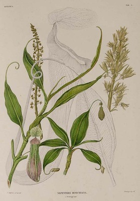 14391
<br/>
Verhandelingen over de natuurlijke geschiedenis der Nederlandsche overzeesche bezittingen door, de Leden der Natuurkundige commissie in Indië en andere Schrijvers.
<br/>
<em></em>